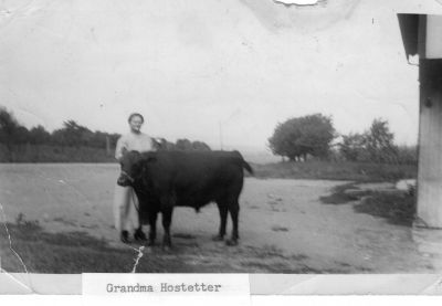 Lizzie Fink Hostetter nee Long & Steer
Lizzie Fink Hostetter nee Long with a steer. We think this was taken on their farm outside of Annville, PA.

If you can help identify the location where this image was taken or any objects in the background, please contact us.

Every image in this album will have a unique url, so just include the url in your message, so we know which image you are talking about OR you can send us a screen shot of the image.

Thank You for your help.

Â© Copyright 1996-2021 American Legacies LLC
All rights reserved, This photo may NOT be used for any commercial endeavor. Unauthorized reproduction in any manner is strictly prohibited, however any relative of an individual in this photo, is welcome to print out a copy for their own personal use. 
Keywords: Lizzie Fink Hostetter nee Long with a steer.